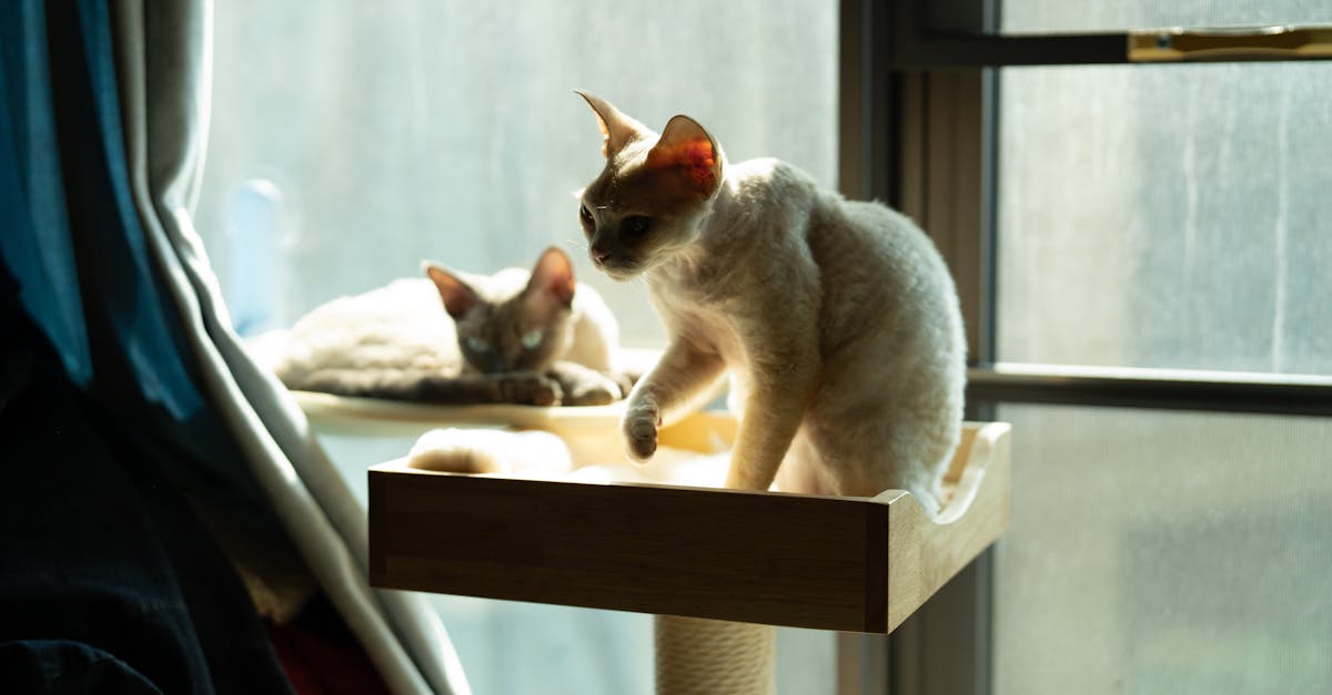 Cat Care Routine Basics: A Calm Weekly Checklist editorial image for Petatet.