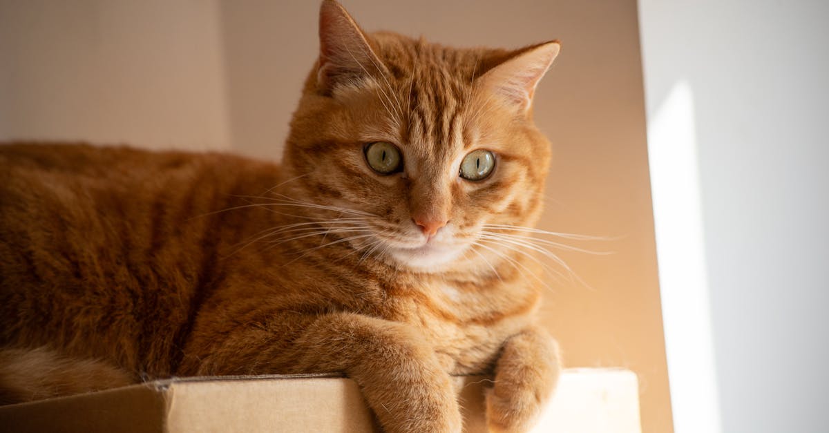 A Cat Litter Box Review Before Small Problems Grow contextual article image for Petatet.