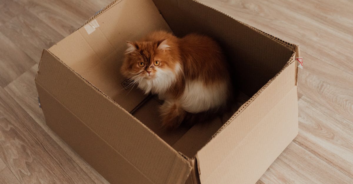 A Cat Litter Box Review Before Small Problems Grow editorial image for Petatet.