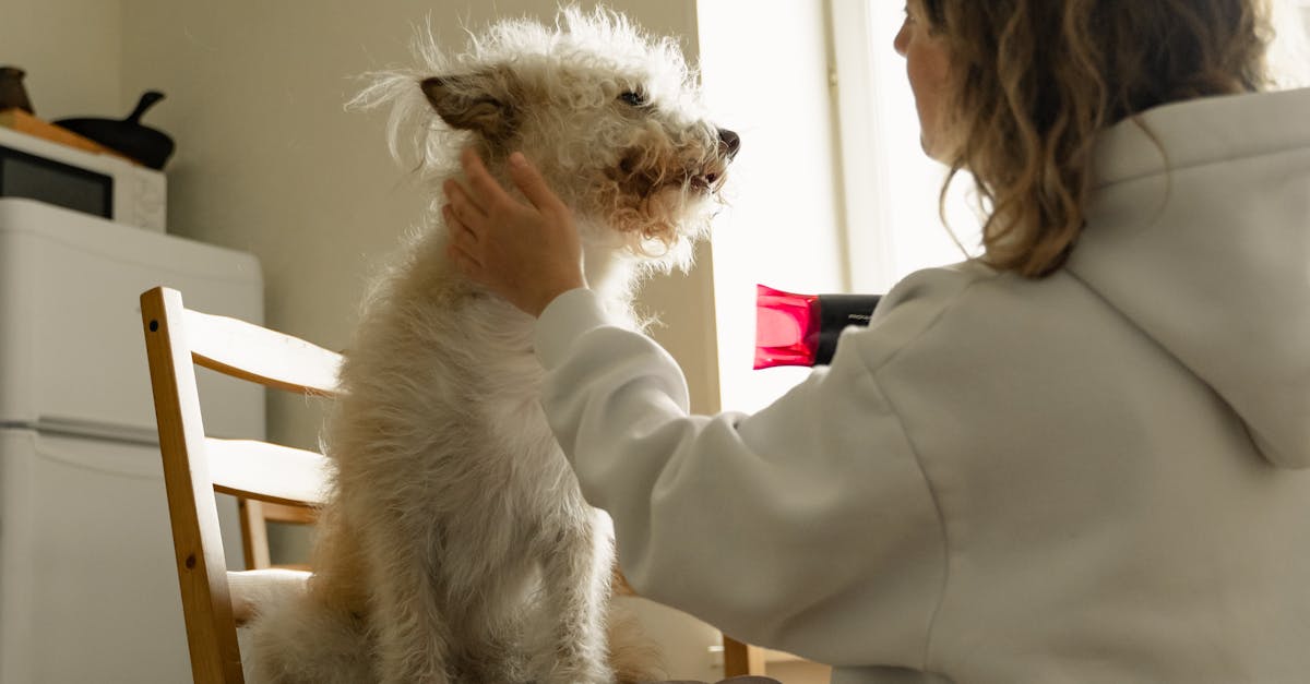 Dog Care Routine Basics: A Practical Checklist For New Owners contextual article image for Petatet.