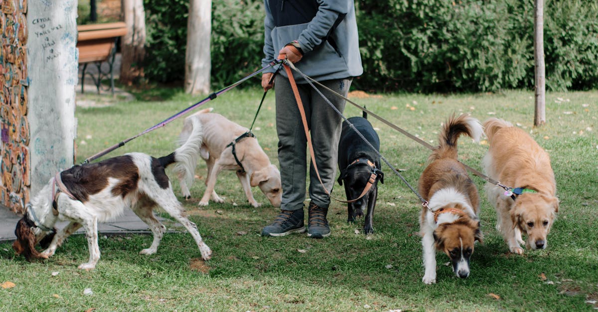 A Dog Walk Routine For Busy Weeks contextual article image for Petatet.