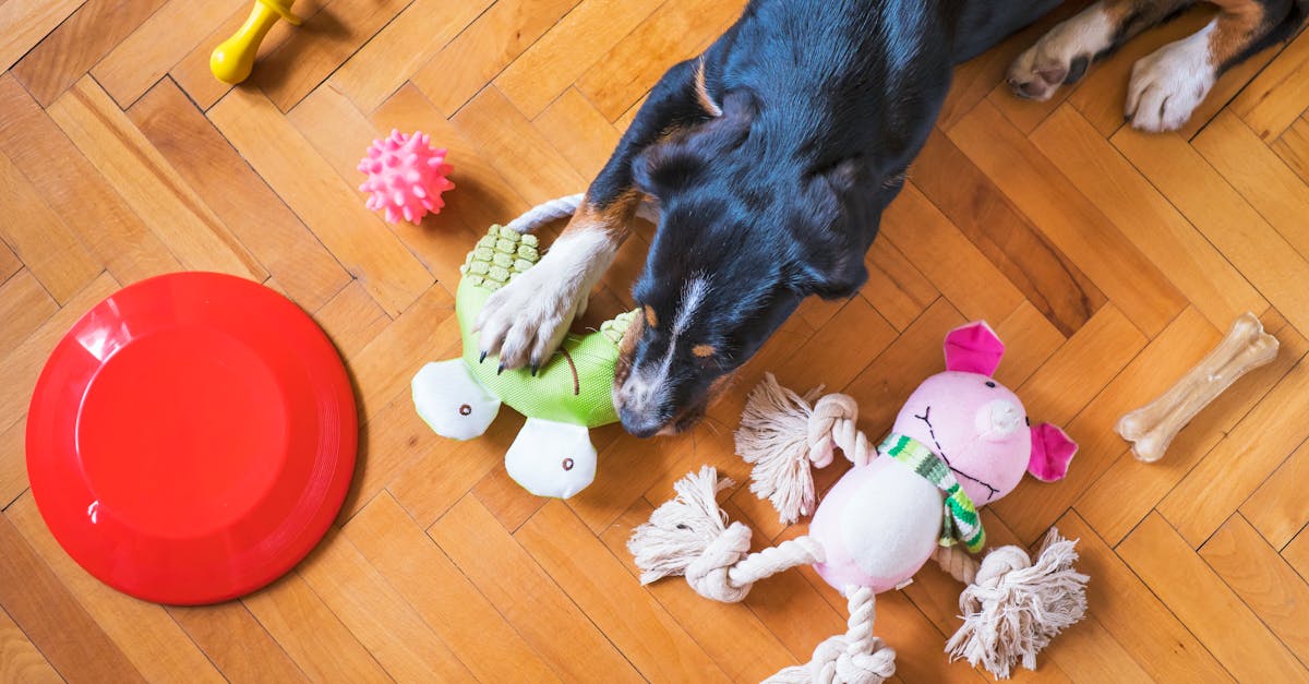 Pet care supplies and enrichment items arranged for a useful gift guide.