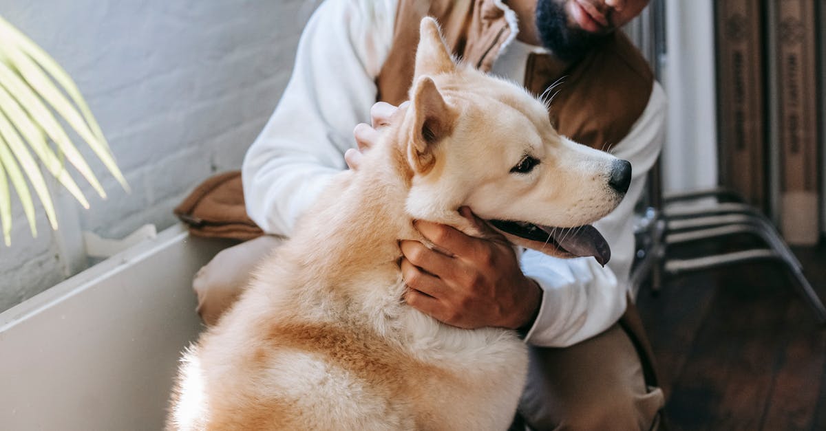 Useful pet-care gifts arranged in a calm home setting.