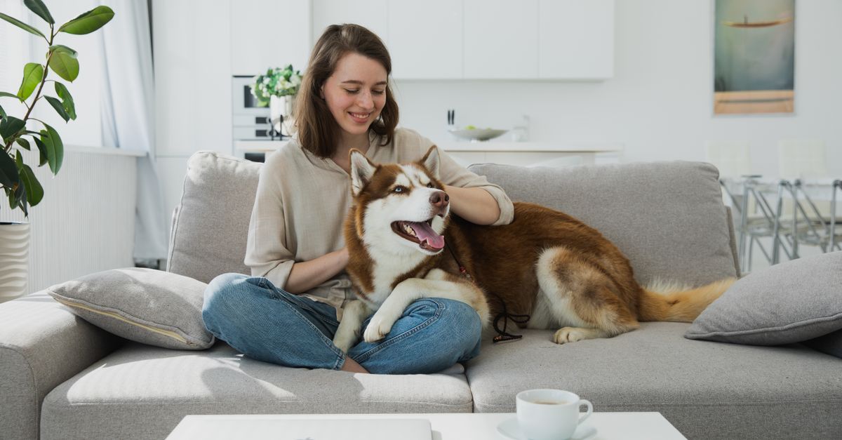 A Pet Emergency Contact Card For The Home Routine contextual article image for Petatet.