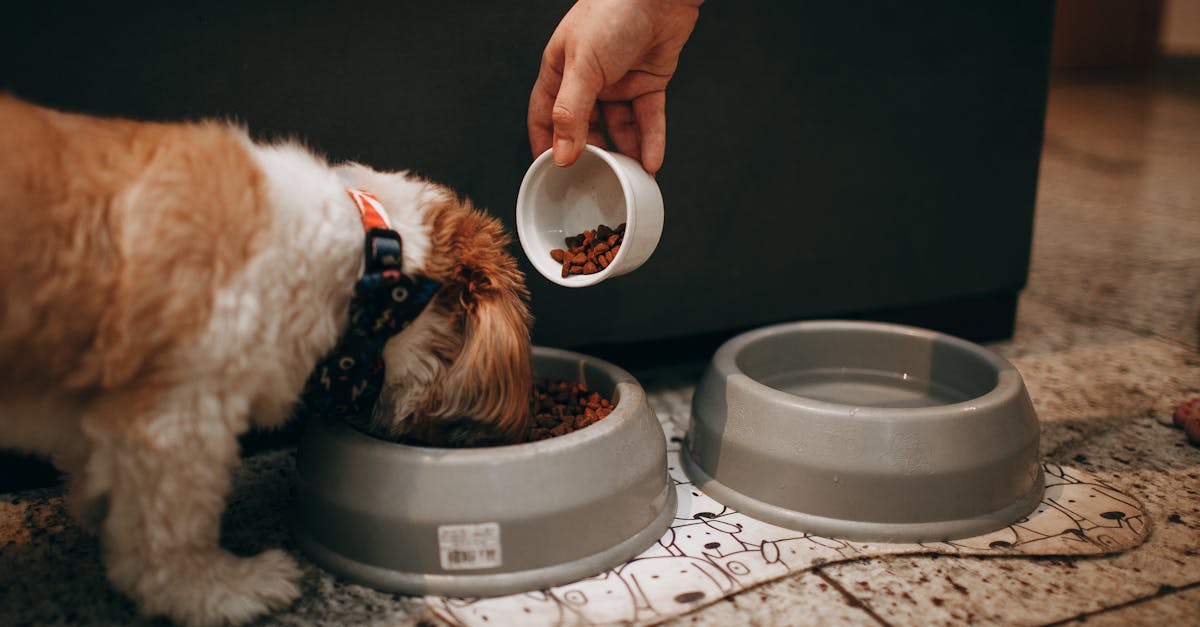 Set Up A Pet Feeding Station That Stays Calm And Clean contextual article image for Petatet.