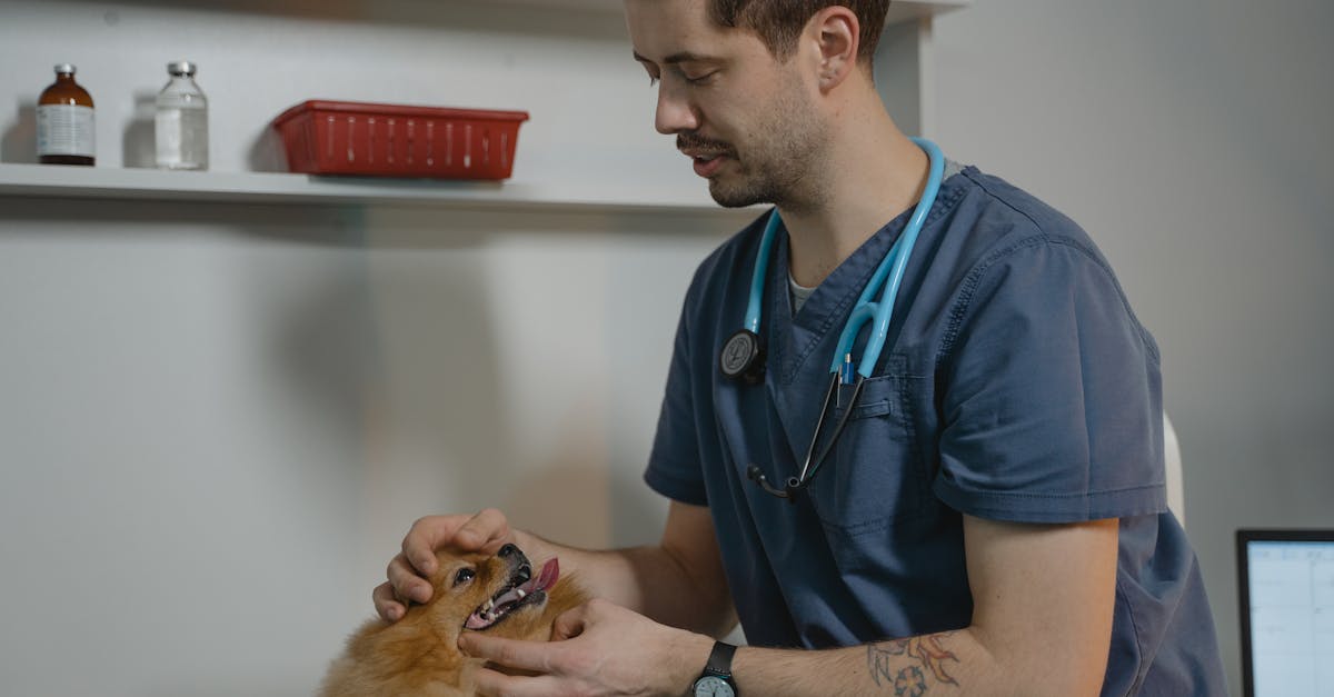 Pet Medication Notes To Keep At Home contextual article image for Petatet.