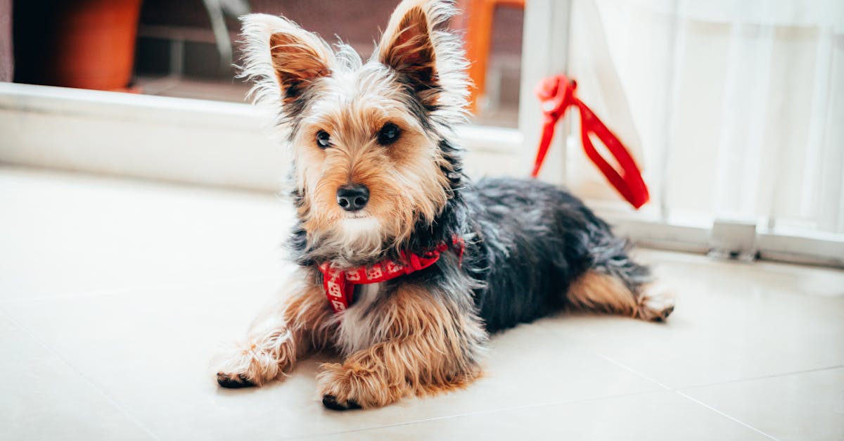 Pet-Safe Home Checklist: Small Fixes That Prevent Common Problems contextual article image for Petatet.