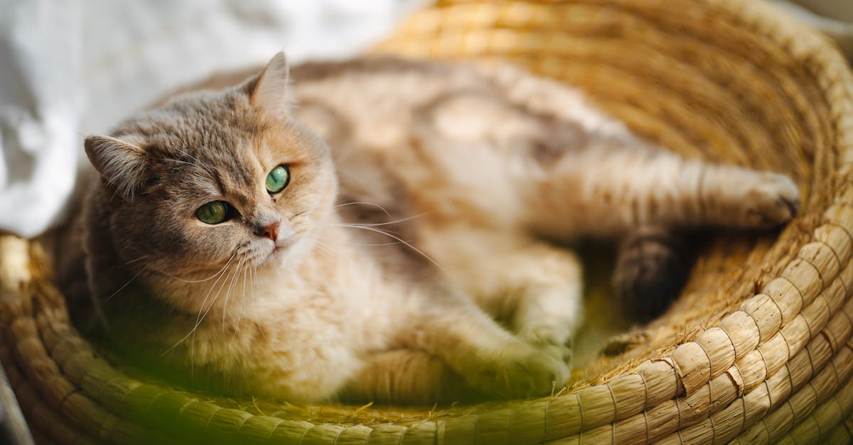 Senior Pet Routine Adjustments To Notice Early editorial image for Petatet.