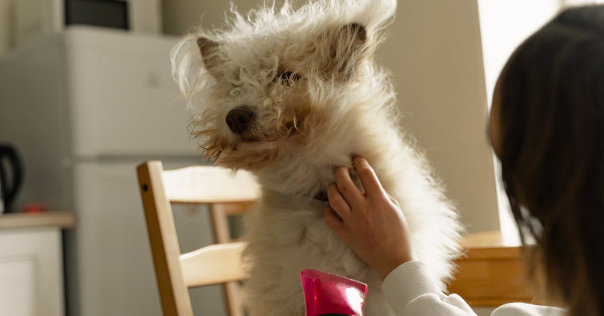 A Simple Weekly Pet Care Routine For Busy Owners contextual article image for Petatet.