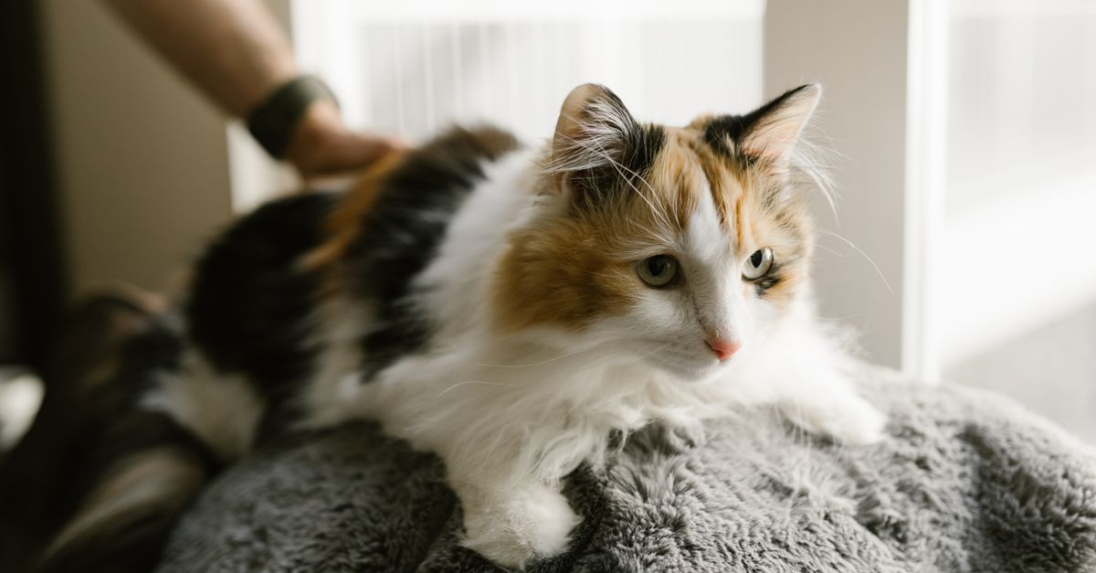 Cat Care Routine Basics: A Calm Weekly Checklist editorial image for Petatet.