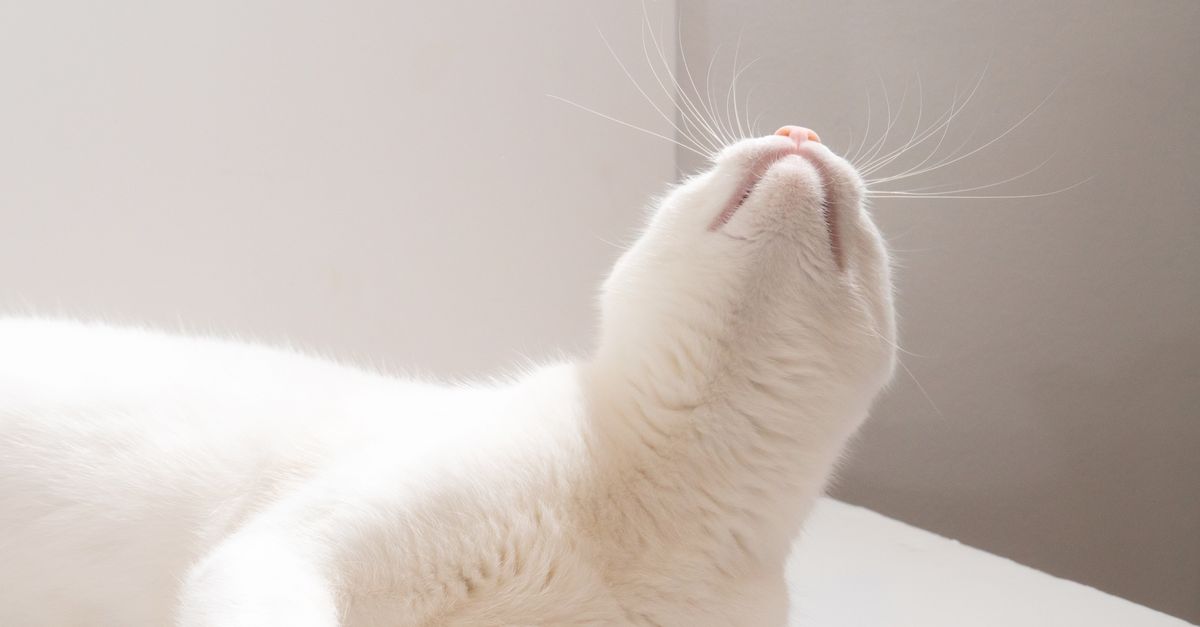A Cat Litter Box Review Before Small Problems Grow editorial image for Petatet.