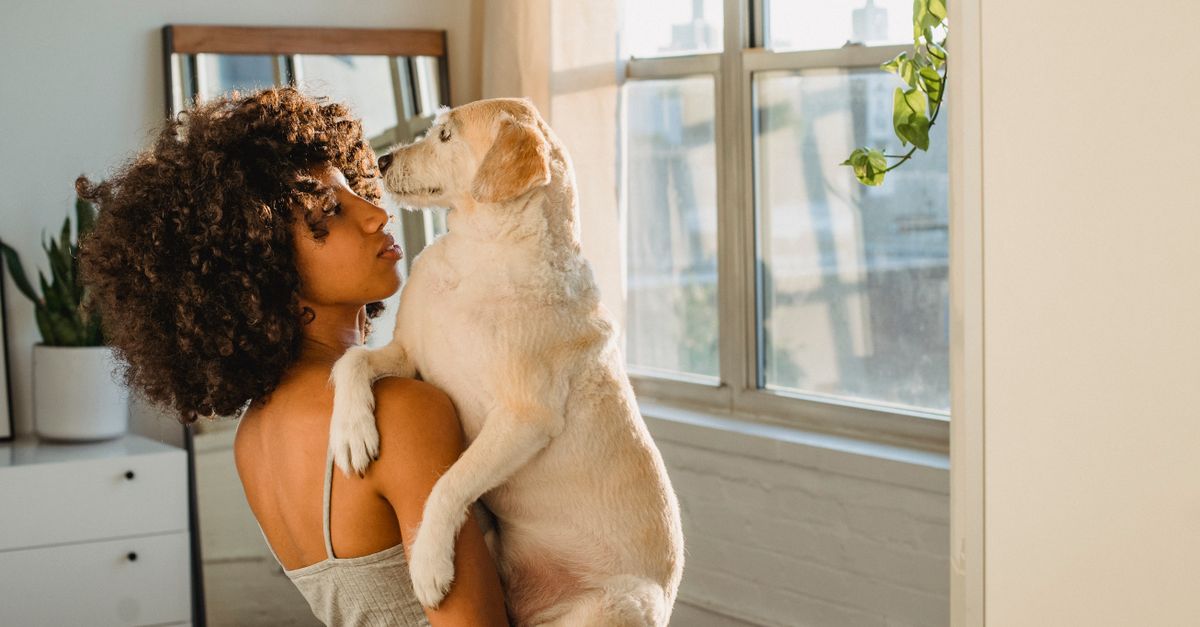 Dog Care Routine Basics: A Practical Checklist For New Owners contextual article image for Petatet.