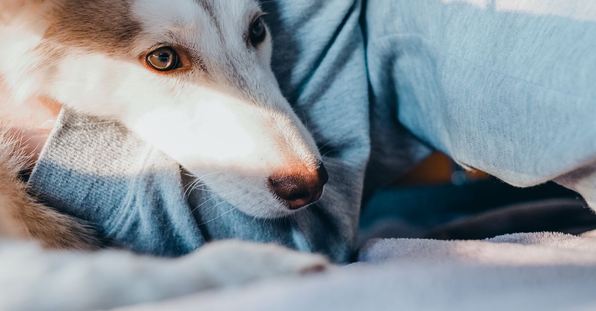 Dog Care Routine Basics: A Practical Checklist For New Owners editorial image for Petatet.