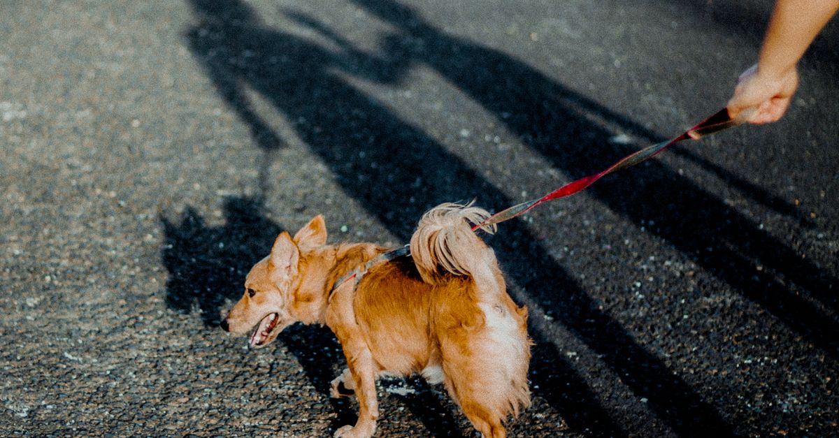 A Dog Walk Routine For Busy Weeks contextual article image for Petatet.