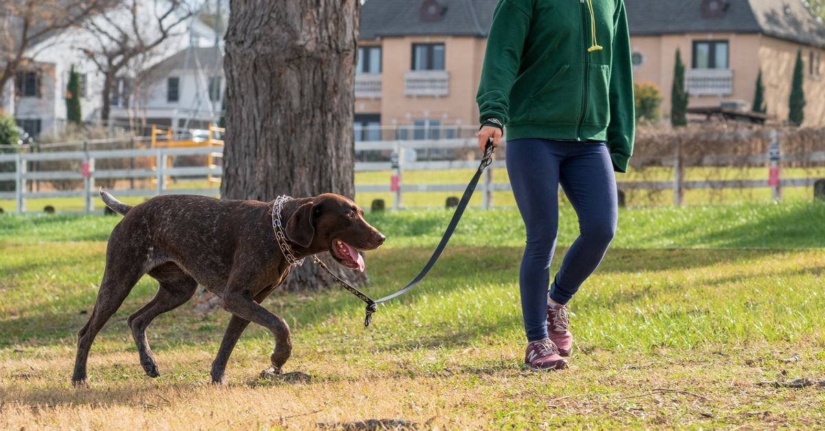 A Dog Walk Routine For Busy Weeks editorial image for Petatet.