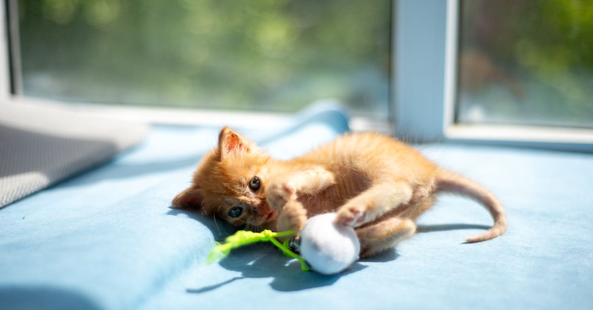 Pet care supplies and enrichment items arranged for a useful gift guide.