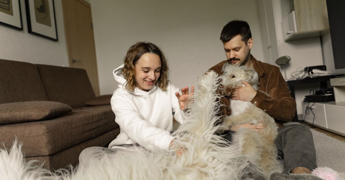 Useful pet-care gifts arranged in a calm home setting.
