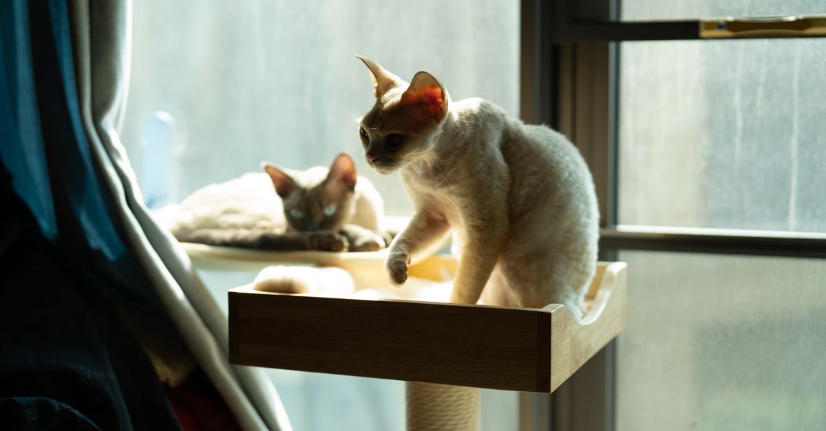 Pet-Safe Home Checklist: Small Fixes That Prevent Common Problems contextual article image for Petatet.