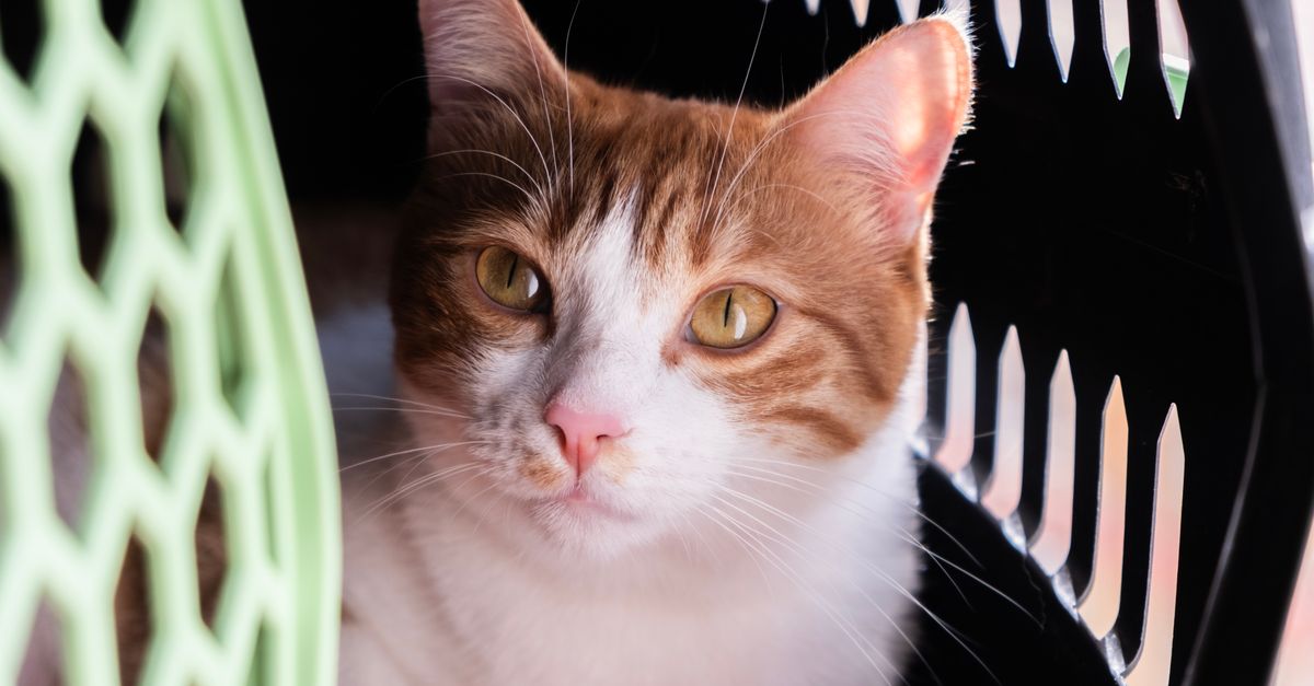 Pet sitter emergency notes with vet contact details and a home care checklist.