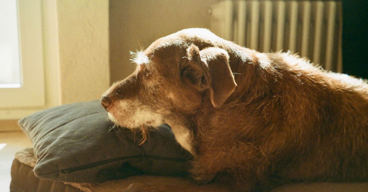 Senior Pet Routine Adjustments To Notice Early editorial image for Petatet.