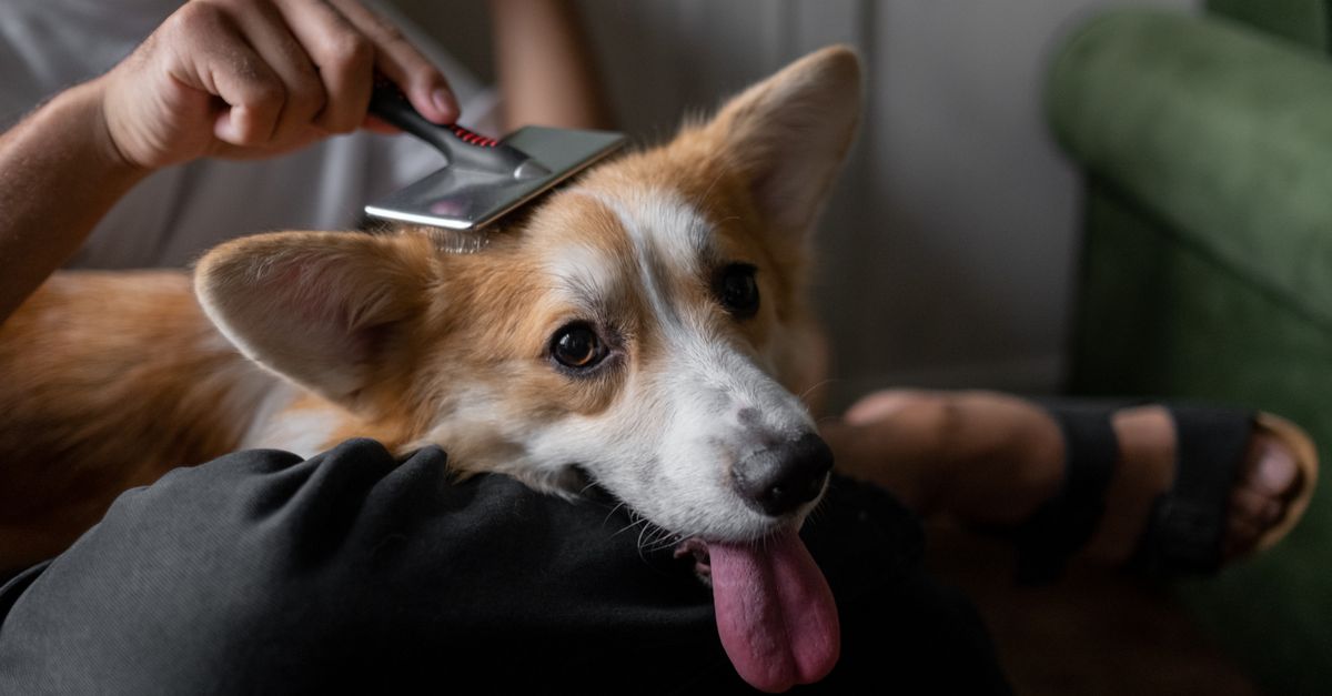 A Simple Weekly Pet Care Routine For Busy Owners contextual article image for Petatet.