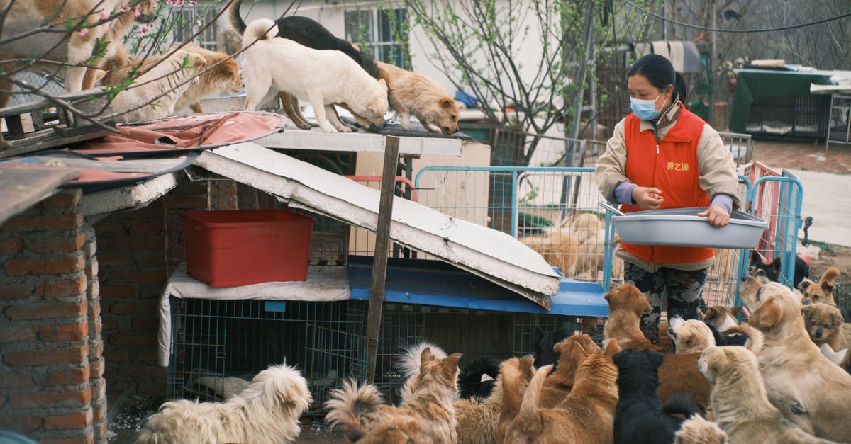 Pet Care Weekly