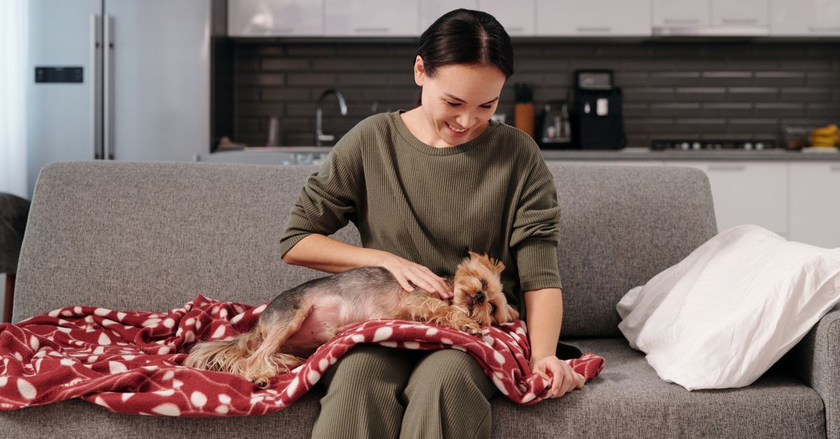 A Pet Emergency Contact Card For The Home Routine editorial image for pet care routine.