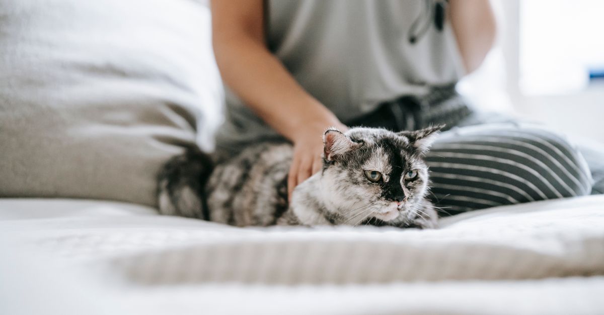 A Pet Travel Bag Check Before A Weekend Away editorial image.