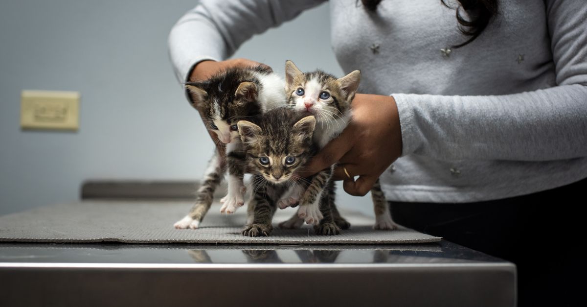 A Two-Minute Pet Baseline Log for Spotting Daily Changes