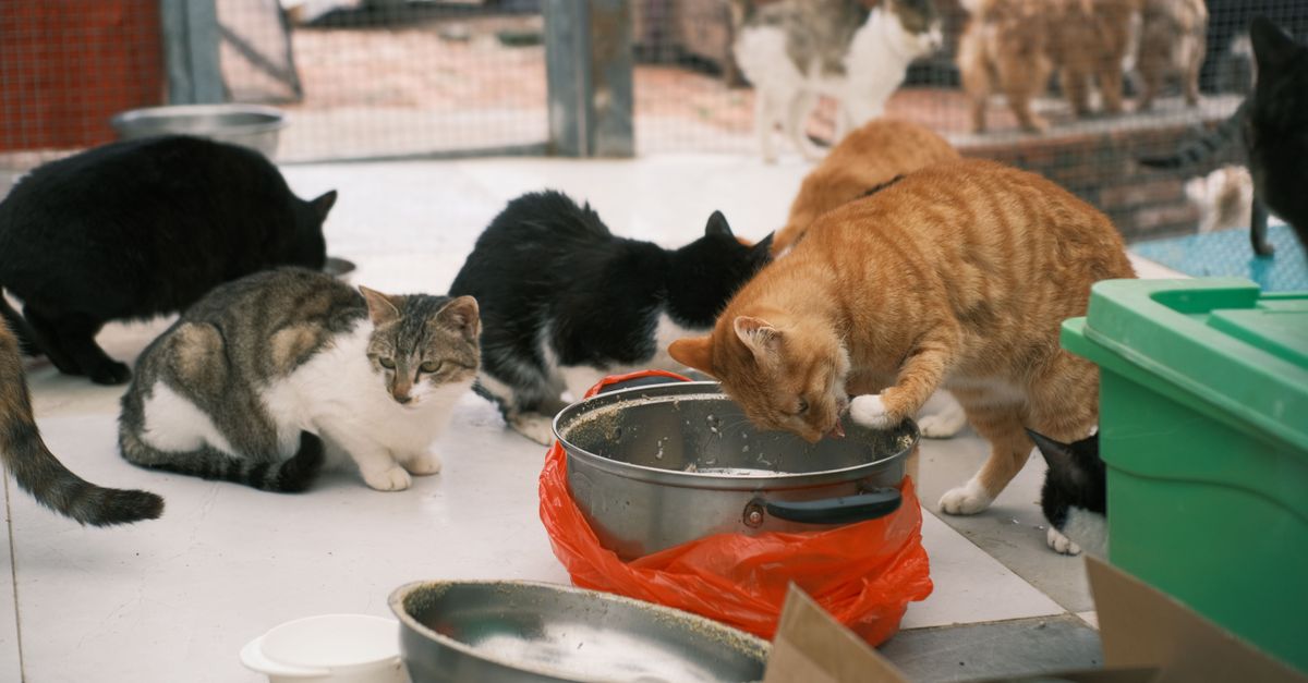 Pet Care editorial image for pet-a-tet rescue group.