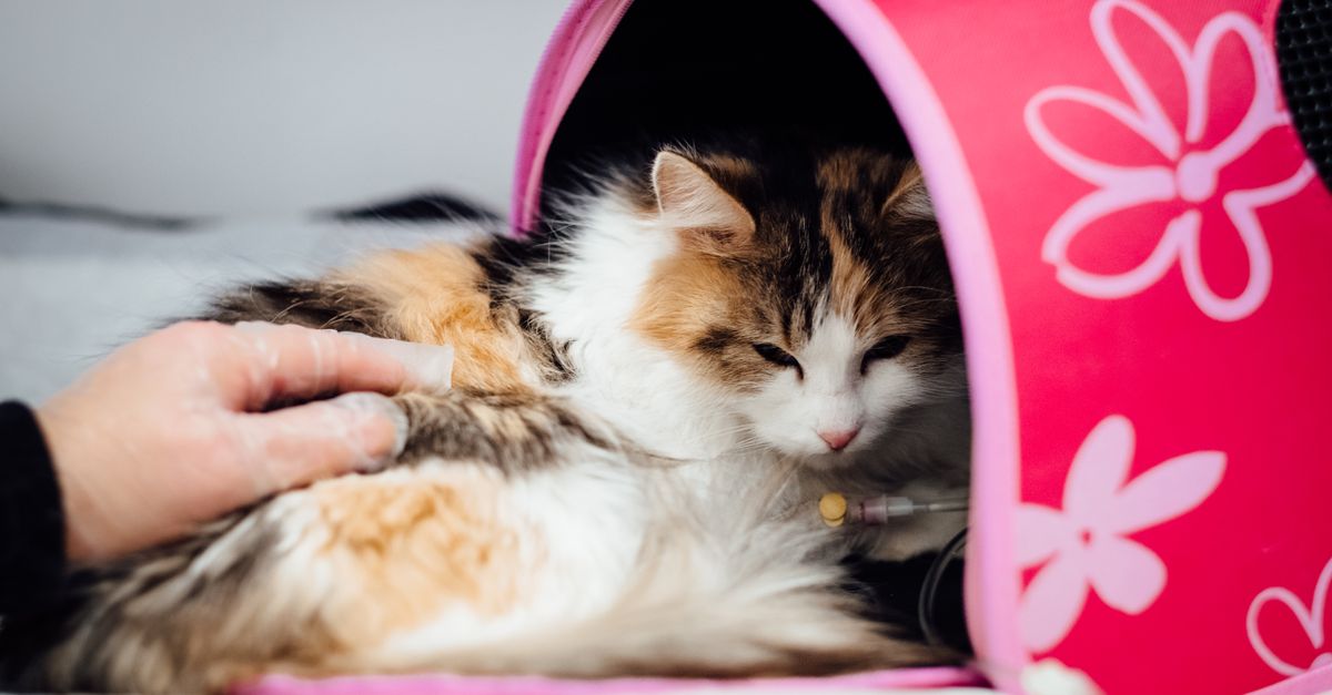 Daily Cat Care Checklist editorial image for routine vet care for cats.