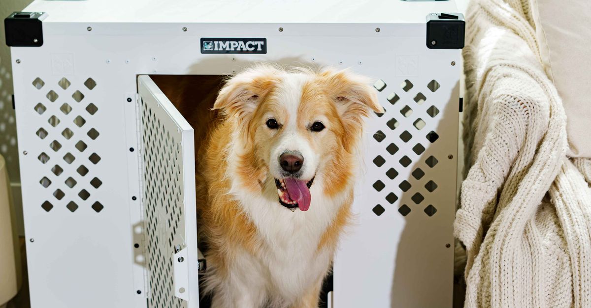 A new dog eating in a crate while a cat watches calmly from a distance.