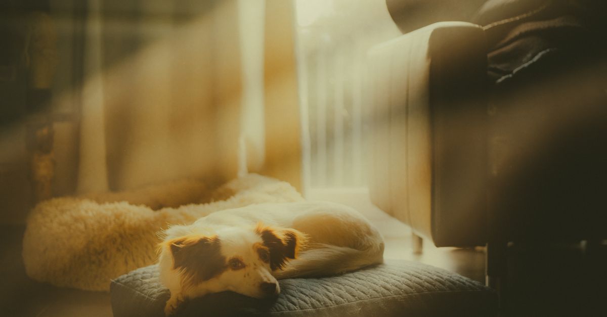 Two pets resting in the same room in relaxed afternoon light.
