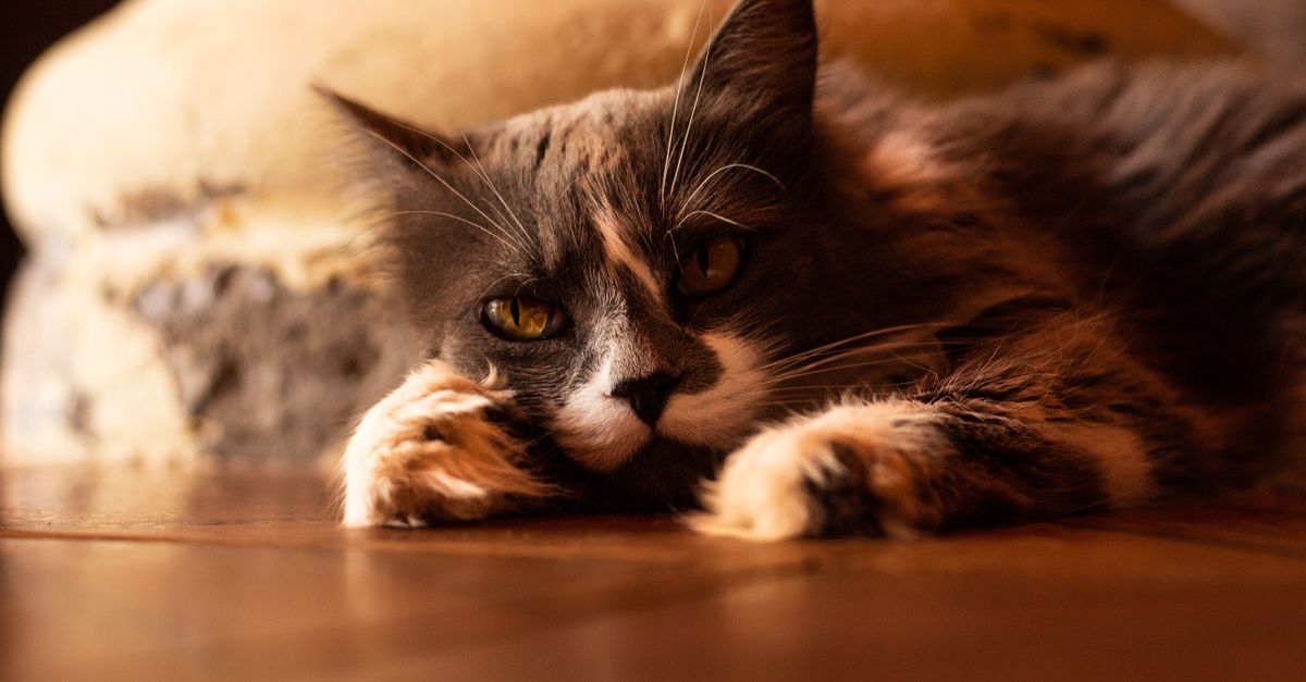 How To Introduce A New Pet To Your Current Pet