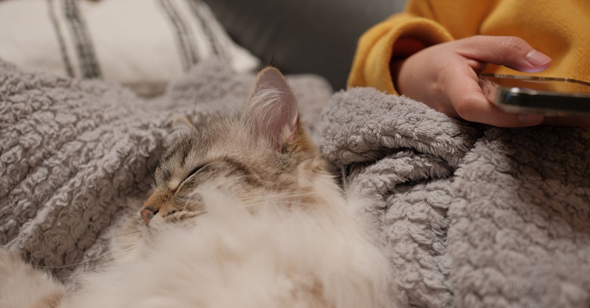 A calm cat near an open carrier with a blanket, prepared for a vet visit.