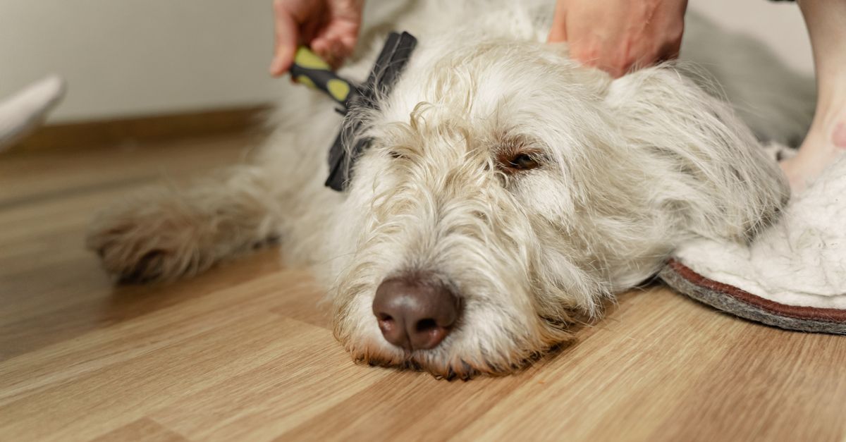 A dog being brushed at home beside paw-care supplies and a seasonal routine checklist.